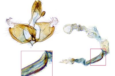 Coleophora alcyonipennella