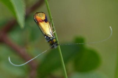 Nemophora albiciliellus