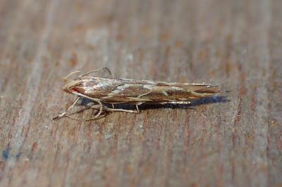 Pyroderces argyrogrammos