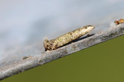 Taleporia tubulosa