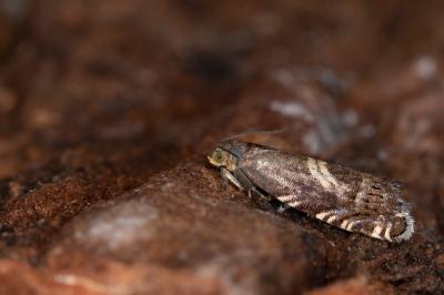 Grapholita fissana