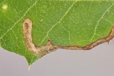 Stigmella suberivora