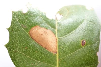 Phyllonorycter messaniella
