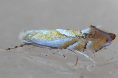 Phyllonorycter rebimbasi