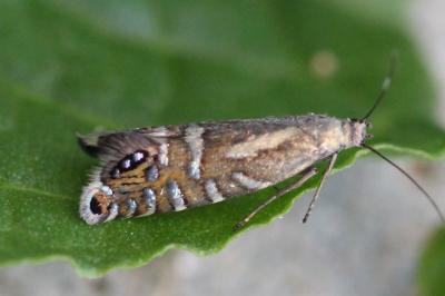 Glyphipterix thrasonella