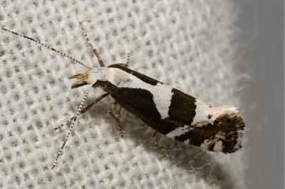 Eidophasia syenitella