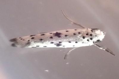 Yponomeuta plumbella