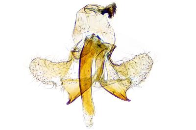 Coleophora coracipennella