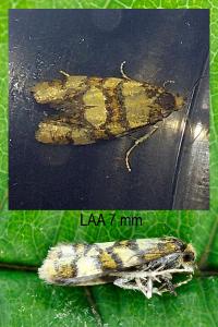 Aethes tesserana