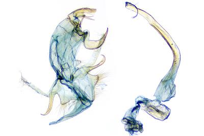 Bryotropha senectella
