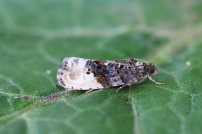 Hedya nubiferana