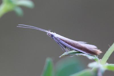 Coleophora discordella