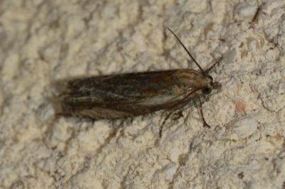 Eucosma