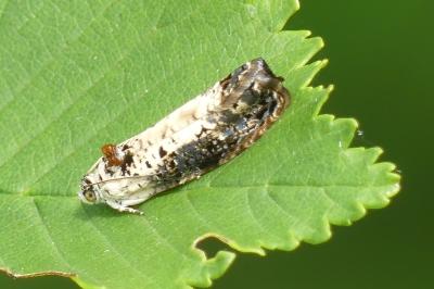 Hedya salicella