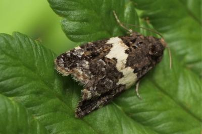 Olindia schumacherana
