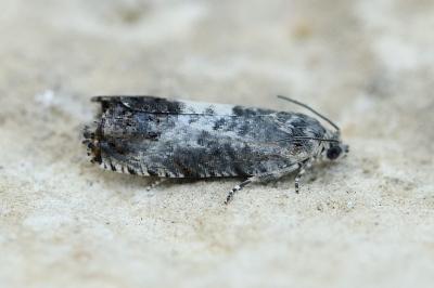 Pammene fasciana