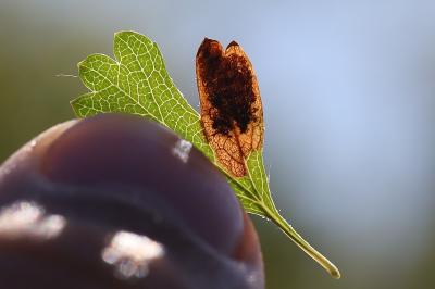 Stigmella paradoxa