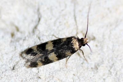 Oegoconia caradjai
