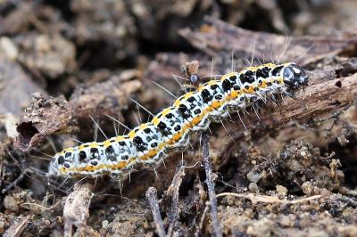 Ethmia bipunctella