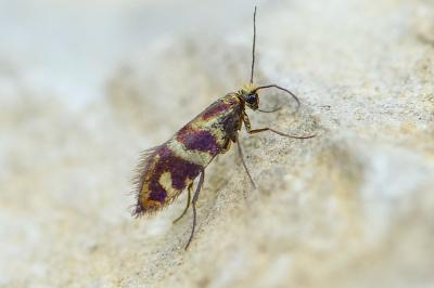 Micropterix osthelderi