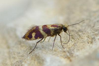 Micropterix osthelderi