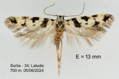 Pseudotelphusa scalella