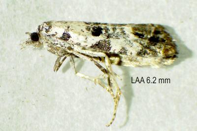 Phtheochroa sodaliana