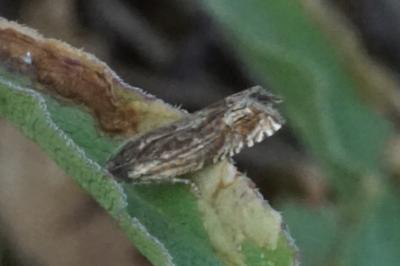Eucosma aspidiscana