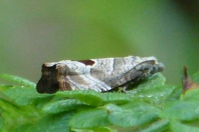 Notocelia uddmanniana
