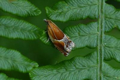 Ancylis obtusana