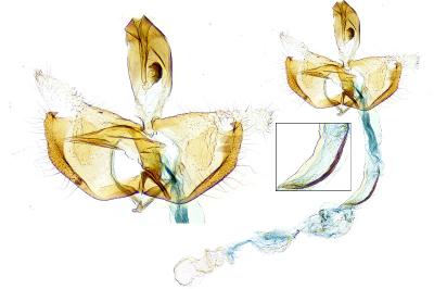 Coleophora alcyonipennella