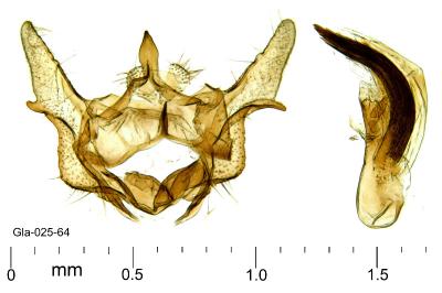 Cochylis epilinana