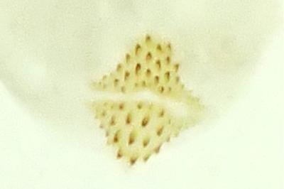 Agnoea latipennella