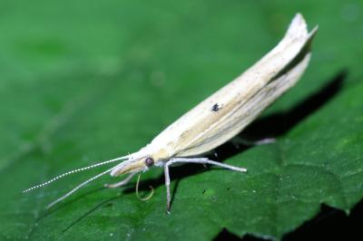 Ypsolopha nemorella