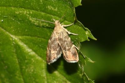 Anthophila fabriciana