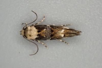 Mompha lacteella