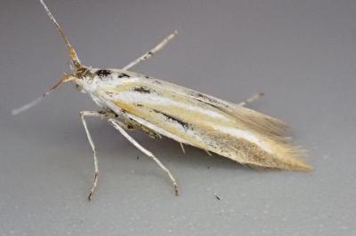 Coleophora vibicella