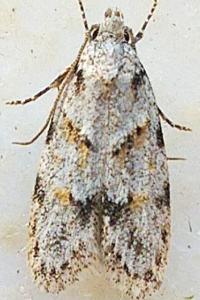 Symmoca signatella