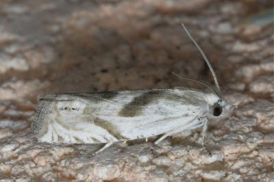 Eucosma metzneriana