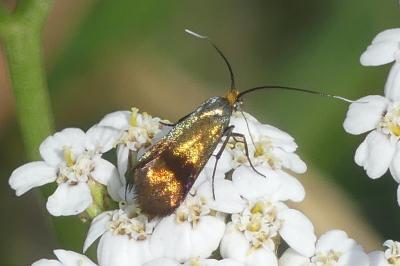 Nemophora fasciella