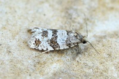 Isotrias rectifasciana