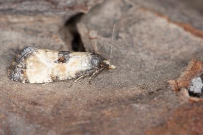 Neocochylis dubitana