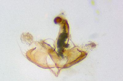 Coleophora mayrella