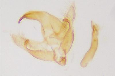 Borkhausenia nefrax