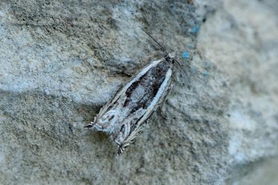 Ancylis apicella