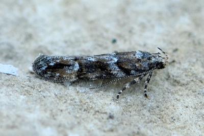 Neotelphusa sequax