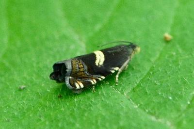 Grapholita fissana