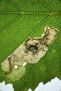 Eriocrania sparrmannella