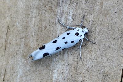 Ethmia dodecea