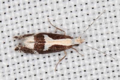 Eidophasia syenitella